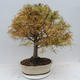 Outdoor bonsai - Pseudolarix amabilis - Pamodřín - 3/6