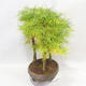 Outdoor bonsai - Pseudolarix amabilis - Pamodřín - gaj z 5 drzewami - 3/5