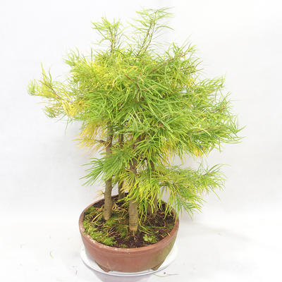 Outdoor bonsai - Pseudolarix amabilis - Pamodřín - gaj z 5 drzewami - 3