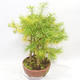 Outdoor bonsai - Pseudolarix amabilis - Pamodřín - gaj z 5 drzewami - 3/5
