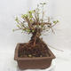 Outdoor bonsai -Mahalebka - Prunus mahaleb - 3/5