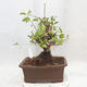 Outdoor bonsai -Mahalebka - Prunus mahaleb - 3/5