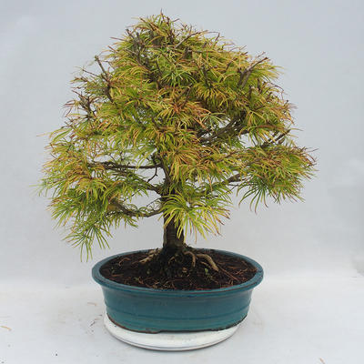 Outdoor bonsai - Pseudolarix amabilis - Pamodřín - 3