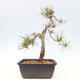 Outdoor bonsai - Pinus Sylvestris - sosna zwyczajna - 3/4