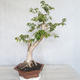 Indoor Bonsai - Australian Cherry - Eugenia uniflora - 3/5