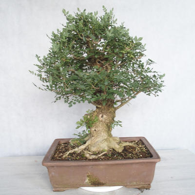 Indoor bonsai - Fraxinus angustifolia - Indoor Ash - 3