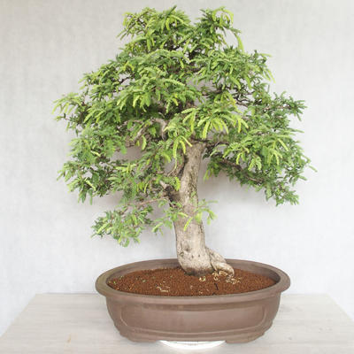 Bonsai do wnętrz - Vachellia leucophloea - Akacia - 3
