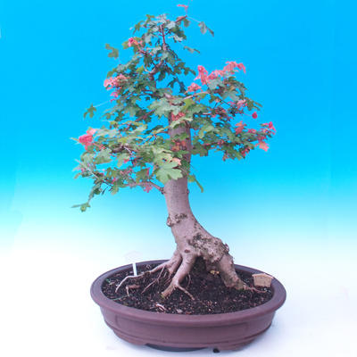Outdoor bonsai -Javor babyka - Acer campestre - 3