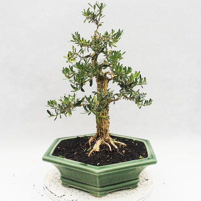 Kryty bonsai - Buxus harlandii - Bukszpan korkowy - 3