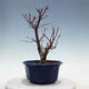 Bonsai outdoor - Maple palmatum DESHOJO - Maple palmate - 3/5