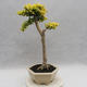 Indoor bonsai -Ligustrum Aurea - dziób ptaka - 3/6