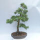 Outdoor bonsai -Larix decidua - Modrzew - 3/5