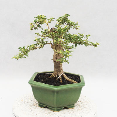 Indoor bonsai -Ligustrum Variegata - dziób ptaka - 3