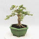Indoor bonsai -Ligustrum Variegata - dziób ptaka - 3/6