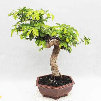 Kryty bonsai -Phyllanthus - Smutek - 3