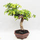 Kryty bonsai -Phyllanthus - Smutek - 3/6