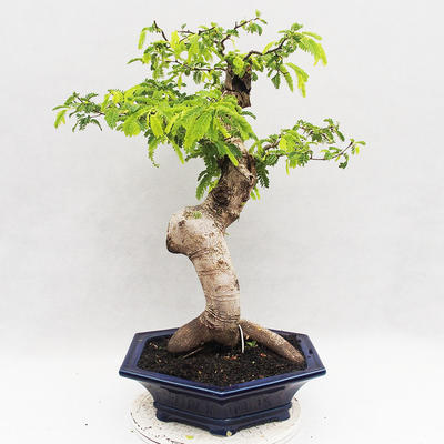 Kryty bonsai -Phyllanthus Niruri- Smuteň - 3