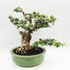 Kryty bonsai -Phyllanthus Niruri- Smuteň - 3/6