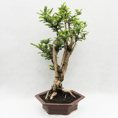 Kryty bonsai -Phyllanthus Niruri- Smuteň - 3