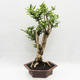 Kryty bonsai -Phyllanthus Niruri- Smuteň - 3/6
