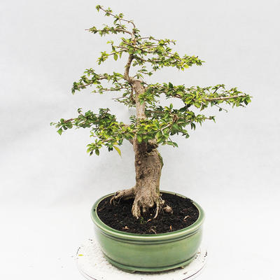 Bonsai do wnętrz - Cudrania equisetifolia - 3