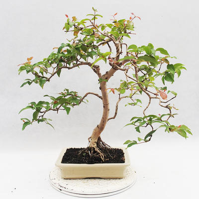 Indoor Bonsai - Australian Cherry - Eugenia uniflora - 3