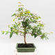 Indoor Bonsai - Australian Cherry - Eugenia uniflora - 3/4