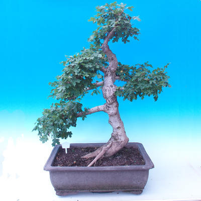 Outdoor bonsai -Javor babyka - Acer campestre - 3