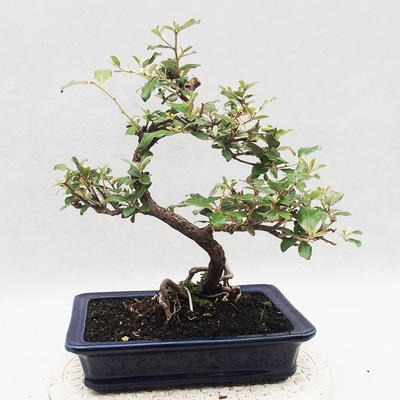 Kryty bonsai -Eleagnus - Hlošina - 3