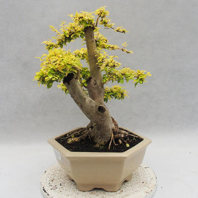 Indoor bonsai -Ligustrum Aurea - dziób ptaka - 3