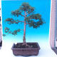 Outdoor bonsai -Javor babyka - Acer campestre - 3/6