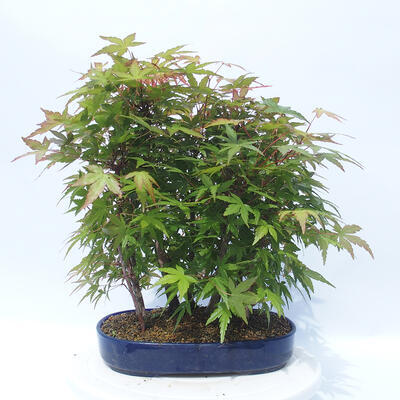 Acer palmatum - klon - gaj - 3