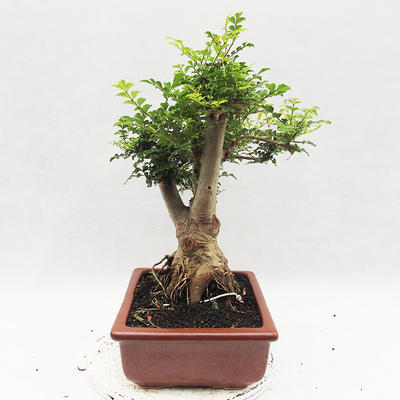 Indoor Bonsai - Fraxinus uhdeii - Indoor Ash - 3