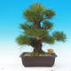 Outdoor bonsai - Pinus thunbergii - Sosna Thunbergova - 3/5