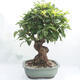 Outdoor bonsai -Malus Halliana - owocach jabłoni - 3/6