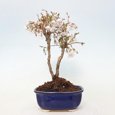 Bonsai zewnętrzne - Prunus incisa Kojou-no mai-cięcie śliwki - 3