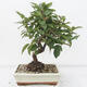 Outdoor bonsai -Malus Halliana - owocach jabłoni - 3/5
