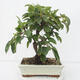 Outdoor bonsai -Malus Halliana - owocach jabłoni - 3/5