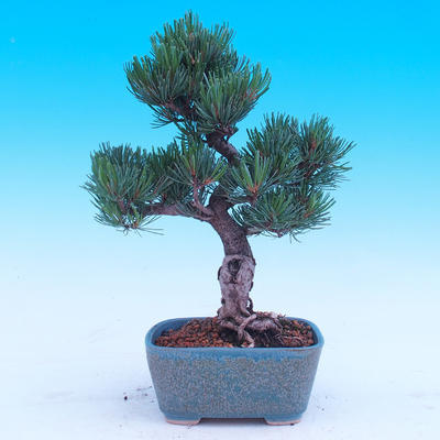 Outdoor bonsai -Borovice drobnokvětá - Pinus parviflora glauca - 3