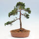 Outdoor bonsai - Juniperus chinensis Kishu - chiński jałowiec - 3/4