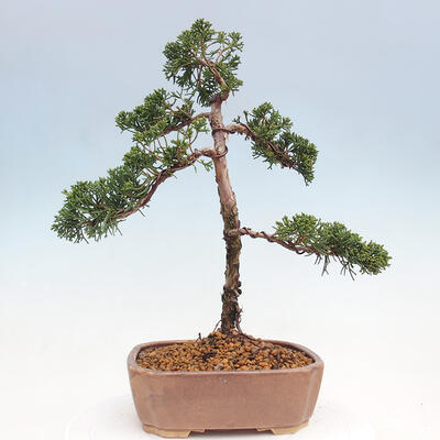 Outdoor bonsai - Juniperus chinensis Kishu - chiński jałowiec - 3