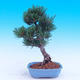 Outdoor bonsai -Borovice drobnokvětá - Pinus parviflora glauca - 3/7