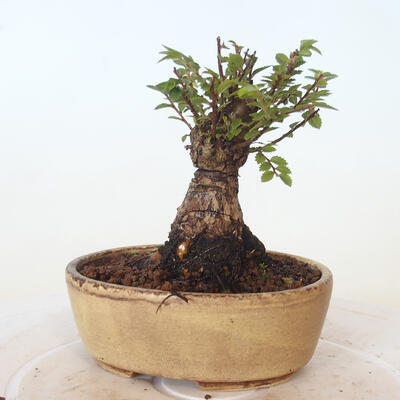 Bonsai zewnętrzne - Ulmus parvifolia SAIGEN - Wiąz drobnolistny - 3