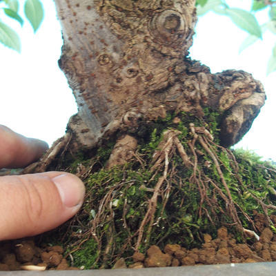 Outdoor bonsai - Glamour GILBRA Jilm habrolist - 3