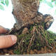 Outdoor bonsai - Glamour GILBRA Jilm habrolist - 3/3
