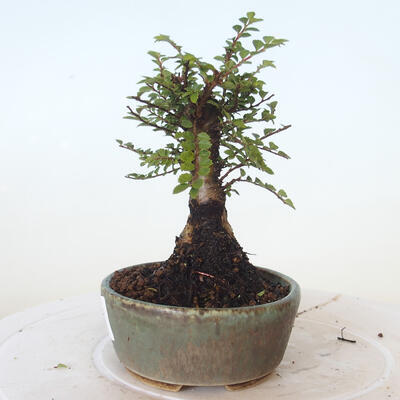 Bonsai zewnętrzne - Ulmus parvifolia SAIGEN - Wiąz drobnolistny - 3