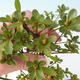 Outdoor bonsai - Rhododendron sp. - Azalia różowa - 3/3