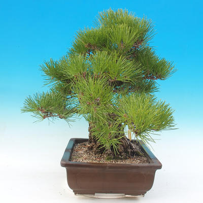 Outdoor bonsai - Pinus thunbergii - Sosna Thunbergova - 3