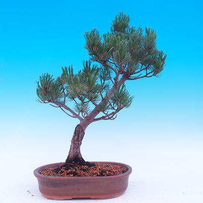 Outdoor bonsai -Borovice drobnokvětá - Pinus parviflora glauca - 3