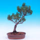 Outdoor bonsai -Borovice drobnokvětá - Pinus parviflora glauca - 3/6